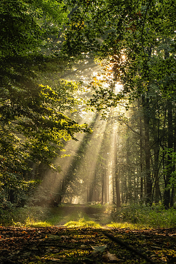 Nature, Trees, Grass, Beams, Rays, Forest, Path HD phone wallpaper