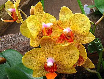 Yellow Flowers, cool, flowers, , yellow HD wallpaper