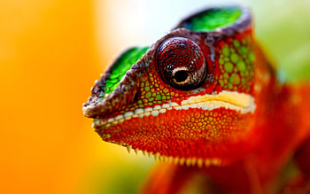 Chameleon, Animal HD wallpaper