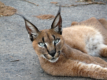 Arresting caracal, Captivating , Enchanting presence, Unique charm HD wallpaper