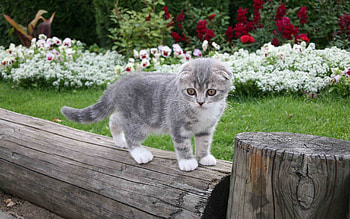 Animals, Flowers, Grass, Fluffy, Kitty, Kitten, Nice, Sweetheart, Kid, Tot HD wallpaper