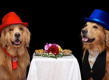 Best friend, dog, table, animals, cute, funny, pet, hat HD wallpaper