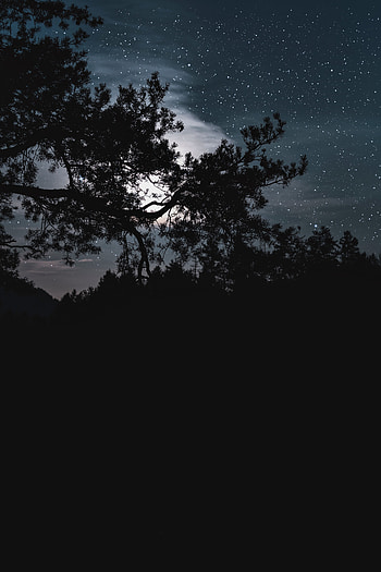 Trees, Stars, Night, Clouds, Dark, Starry Sky HD phone wallpaper