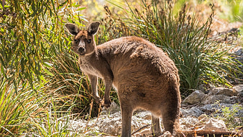 Kangaroo (Animals), Kangaroo , backgrounds, Captivating visuals HD wallpaper