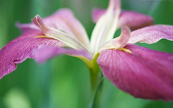 Grass, Flower, Macro, Petals, Stem, Stalk HD wallpaper