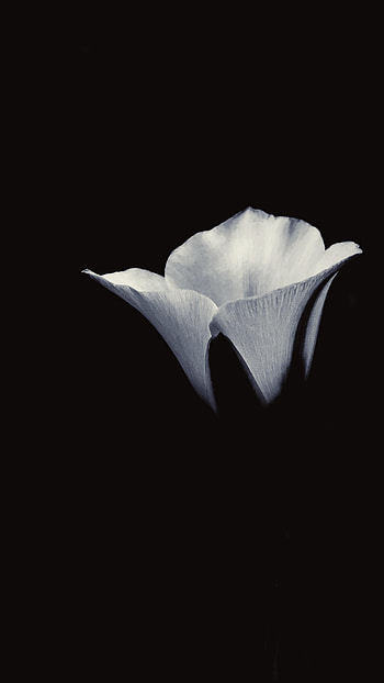Flower, Petals, Bw, Chb HD phone wallpaper