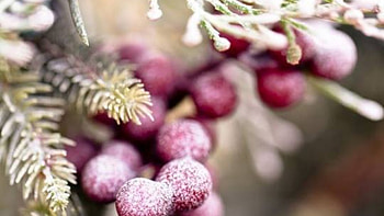 Frost, berrys, fruit, nature HD wallpaper