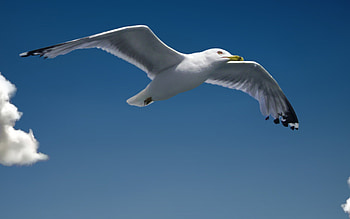 Ocean dwelling, Ornithology wonders, Seagull ry, Scenic graphy HD wallpaper