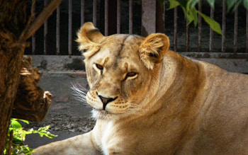 Relaxed Lioness, relaxing, animals, cats, beautiful, lioness HD wallpaper