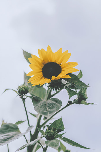 Flowers, Flower, Plant, Bloom, Flowering, Sunflower HD phone wallpaper