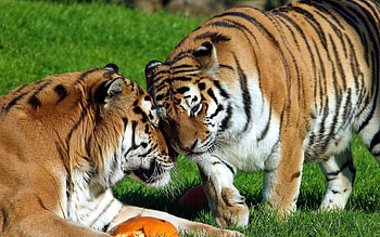 Animals, Grass, Tigers, Couple, Pair, Care HD wallpaper