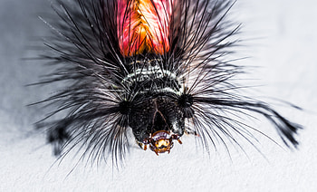 Macro, Insect, Caterpillar, Hairs HD wallpaper