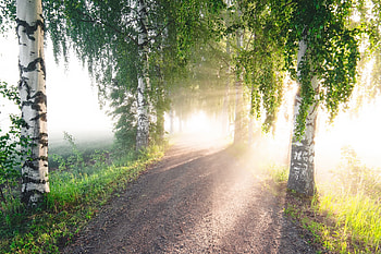Summer, sunlight, dirt road, trees HD wallpaper