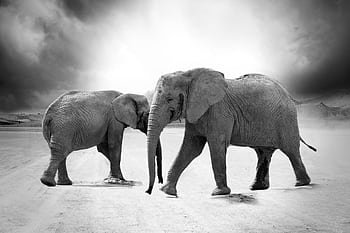 Striking black and white graph of two elephants in a desolate landscape. HD wallpaper