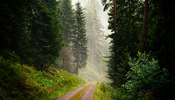 Schwarzwald Serenity — Forest, Nature, Landscape, Tree HD wallpaper