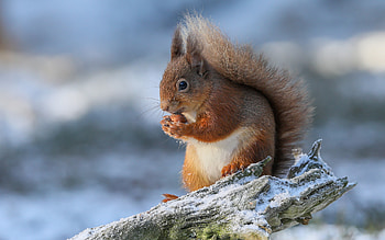 Squirrel in Snow, winter, animal, snow, squirrel HD wallpaper