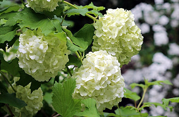 Flowers, Leaves, Close-Up, Bloom, Flowering, Hydrangea HD wallpaper