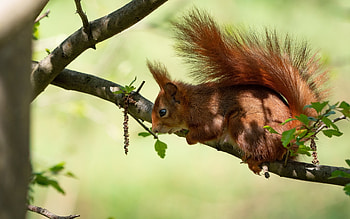 Squirrel, animal, branch, rodent HD wallpaper