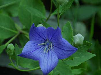 Beautiful Balloon Flower, graphy, Nature, Balloon Floer, Flower, Blue HD wallpaper