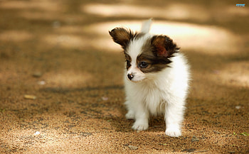 Adorable Papillon Puppy, dog, sweet, animal, white, cute, furry, little, precious, puppy, brown, pet, adorable, Papillon HD wallpaper