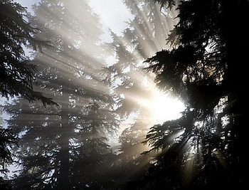 Morning Glory, rays, glow, magical, trees, sun HD wallpaper