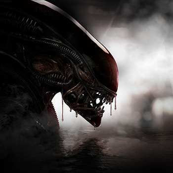 Alien, predator, creature HD wallpaper