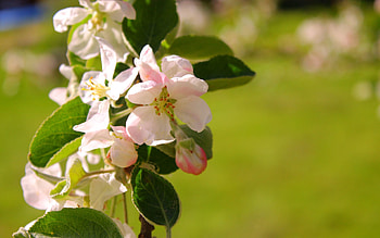 Flowers, Pink, Plant, Macro HD wallpaper
