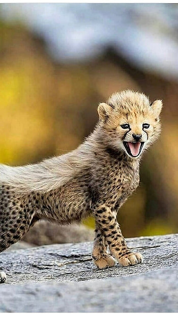 Cheetah, Cheetah Cub HD phone wallpaper