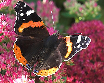 Butterfly, animal, black, flowers, orange HD wallpaper