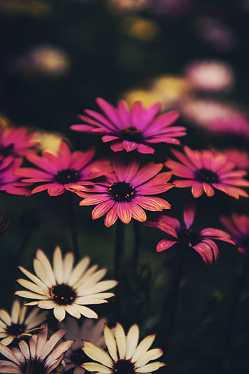 Close-up of colorful flowers with rich details, perfect for or nature-themed designs. HD phone wallpaper