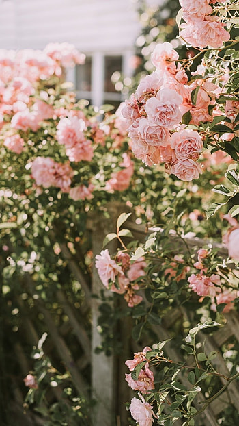 Rose Aesthetic, Pink Flower HD phone wallpaper