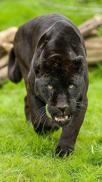Black Colour, Black Colour Leopard, Black Leopard HD phone wallpaper