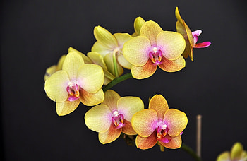 Flowers, Flower, Branch, Black Background, Orchid HD wallpaper