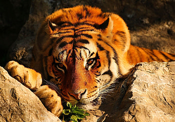 Animals, Stones, Lies, Sight, Opinion, Tiger, Pensive HD wallpaper
