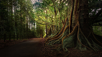 Forest Path, roots, sunlight, forest, path HD wallpaper