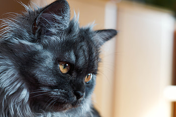 Animals, Cat, Fluffy, Muzzle HD wallpaper
