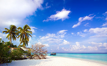 Beach Side, side, sand, tree, beach HD wallpaper
