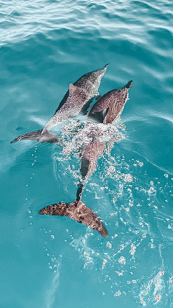 Aerial shot of dolphins swimming together in clear turquoise water, showcasing aquatic wildlife. HD phone wallpaper