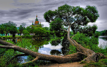 Landscape, Nature, Trees HD wallpaper