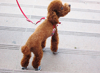 Cute red poodle, cute, red poodle, lovely, wearing shoes HD wallpaper