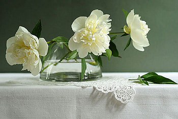 white peonies, still life, white, flowers, peonies HD wallpaper