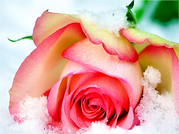 Snow rose, frost, beatiful, nice, rose, pretty, flower, snow, nature, lovely HD wallpaper