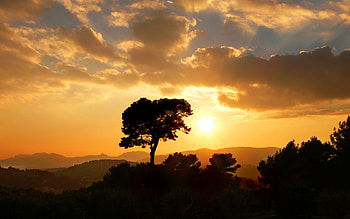 enchanted sunset, enchanted, sun, tree, sunset HD wallpaper