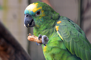 Animals, Food, Parrots, Bird, Color HD wallpaper