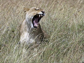 mad lion, cool, cat, lion, wild life HD wallpaper