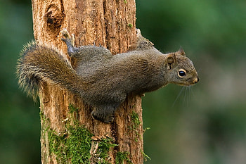 DOUGLAS SQUIRREL, brown, wildlife, cute, rodent, squirrel, tree HD wallpaper