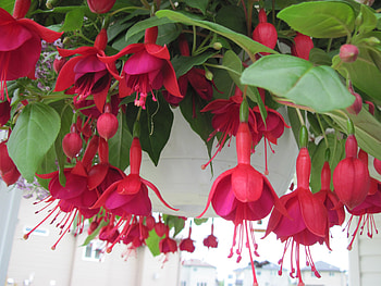 Flowers for special occasion 08, Fuchsia, basket, graphy, green, red, Flowers, leaf HD wallpaper