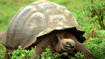 Factors of longevity, Tortoise life secrets, Aging gracefully, Natural wonders HD wallpaper