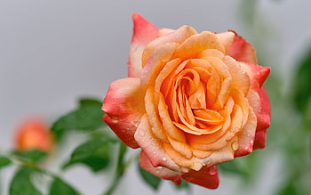 Rose, trandafir, orange, flower HD wallpaper