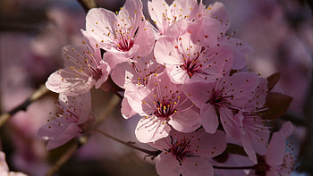 Spring, Flowers, Plant, Macro, Bloom, Flowering HD wallpaper